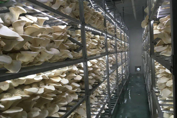 河源食用菌種植工廠消防維保 河源食用菌種植工廠消防維保